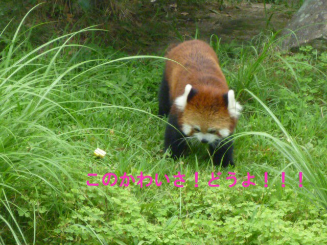 Cakwvlri